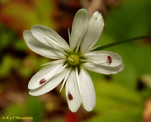 {Stellaria graminea}